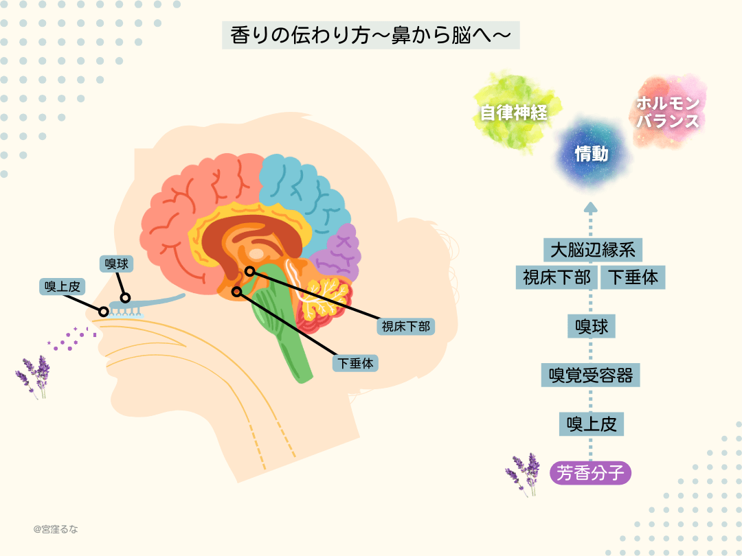 香りの伝わり方〜鼻から脳へ〜